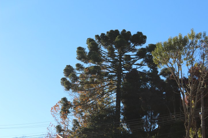 IMG_1558 - Copia - Copia - Copia