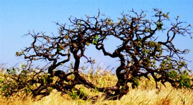 árvores-retorcideas