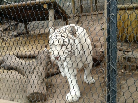 IMG_20150730_121129776