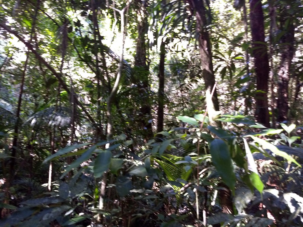 Alguns minutos na Trilha Suspensa (Serra dos&nbsp;Órgãos/RJ)
