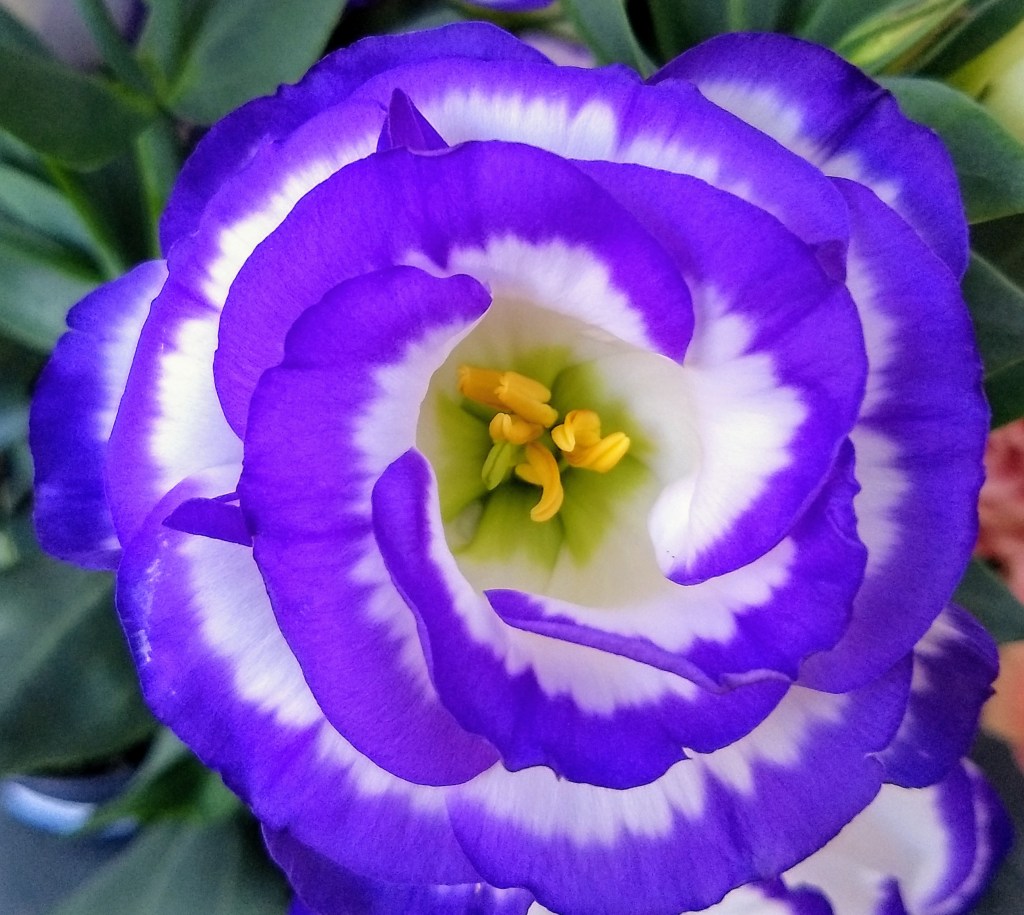 Há flores em tudo que&nbsp;vejo!