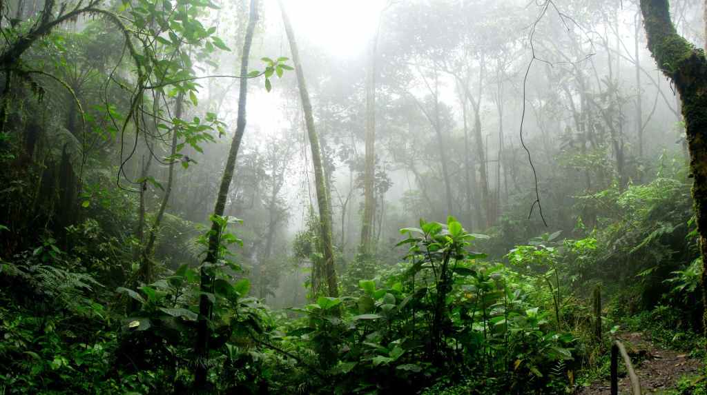 Amazônia: soberania e direito&nbsp;amazônico